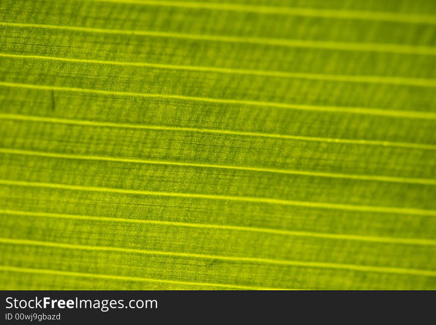 Macro image of a leaf in back light. Horizontal lines. Macro image of a leaf in back light. Horizontal lines.