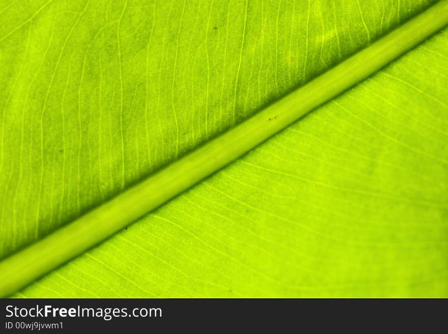 Macro image of a leaf in back light. Macro image of a leaf in back light.