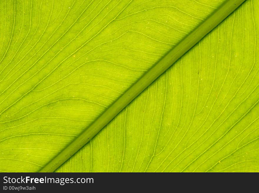 Macro image of a leaf in back light. Macro image of a leaf in back light.