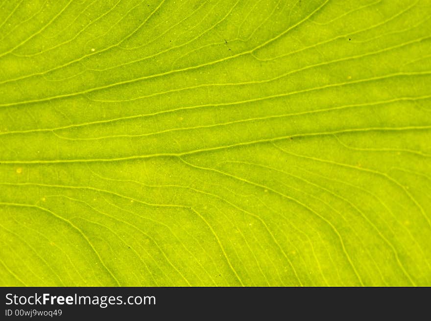 Macro image of a leaf in back light. Macro image of a leaf in back light.