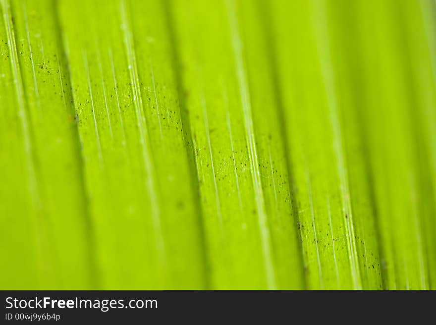 Macro image of a leaf in back light. vertical lines. Macro image of a leaf in back light. vertical lines.