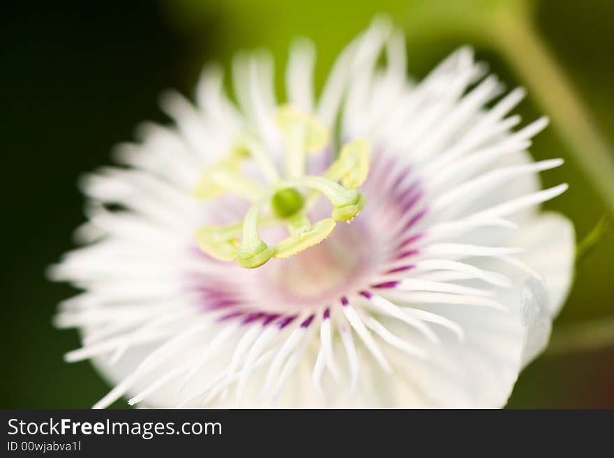 Flower macro