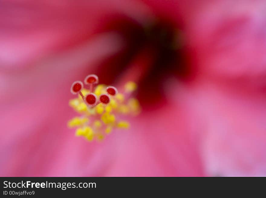 Ultra close-up flower