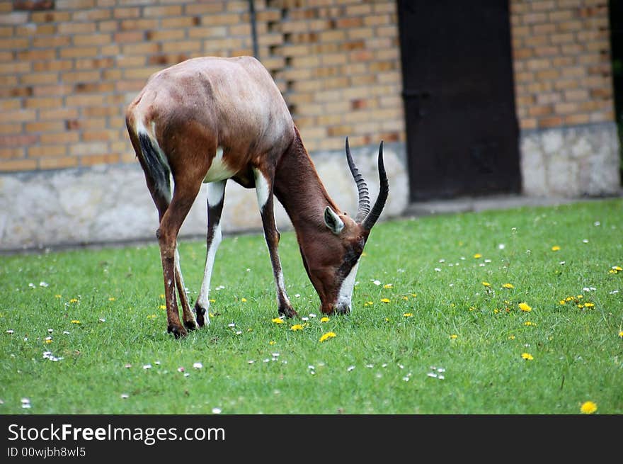 Portrait Of Eating Antelope