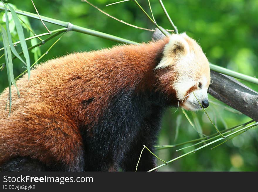 Red panda