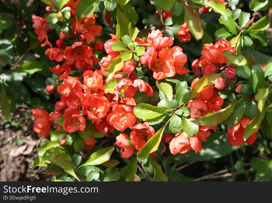 Red flowers on the green background