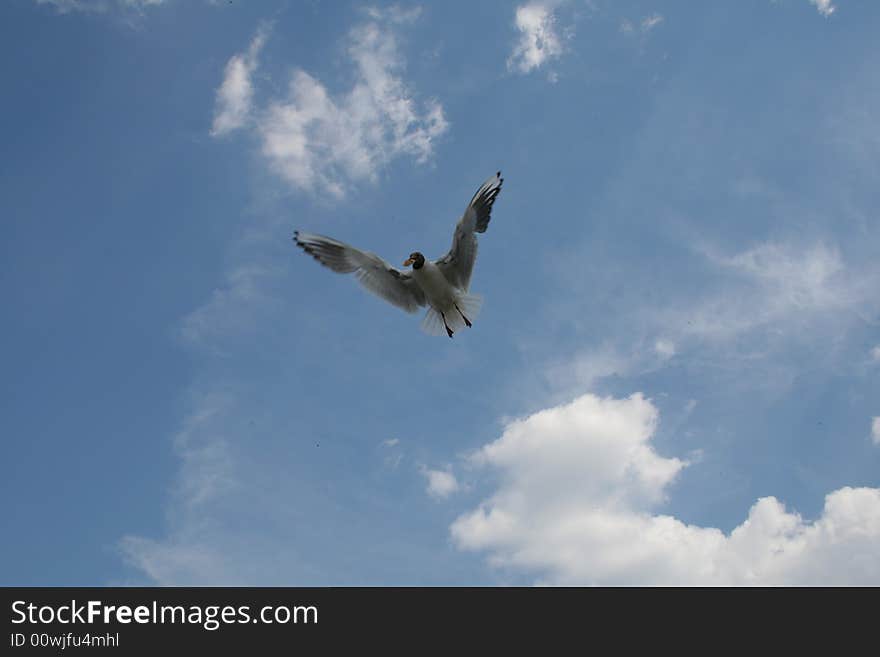 Singel gul on the sky with bread in the beak. Singel gul on the sky with bread in the beak