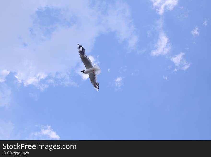 Singel gul on the sky with bread in the beak. Singel gul on the sky with bread in the beak