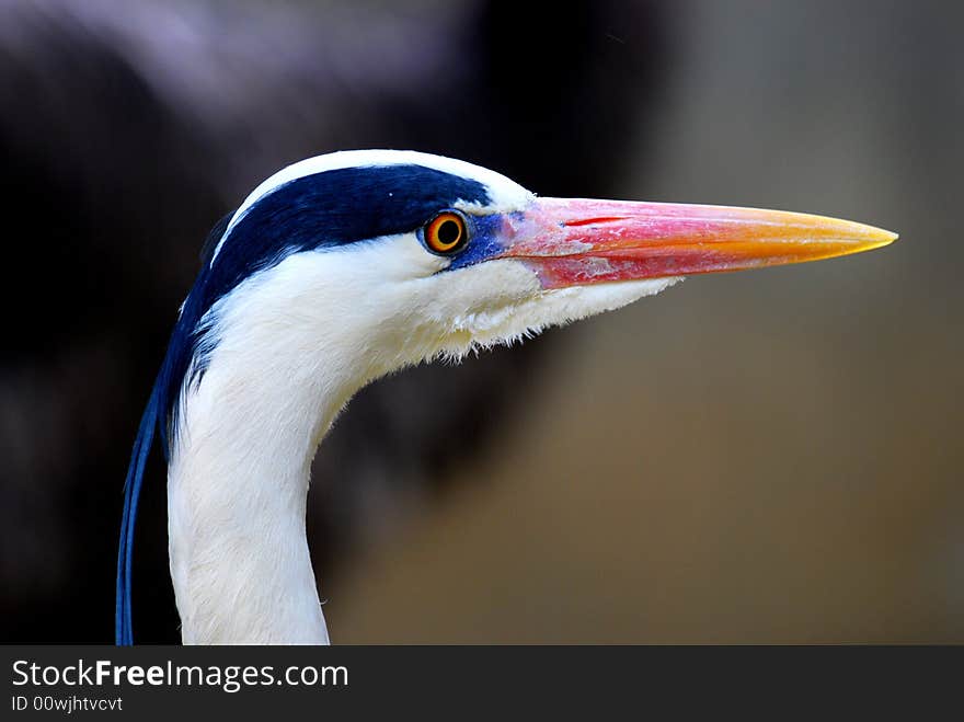 A picture of a bird.