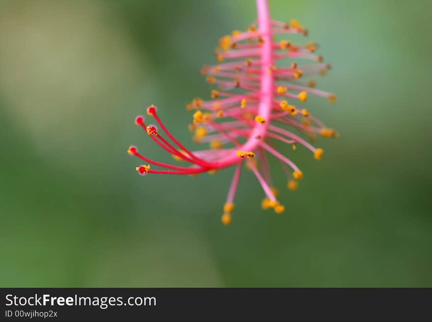 Macro of tropical prime