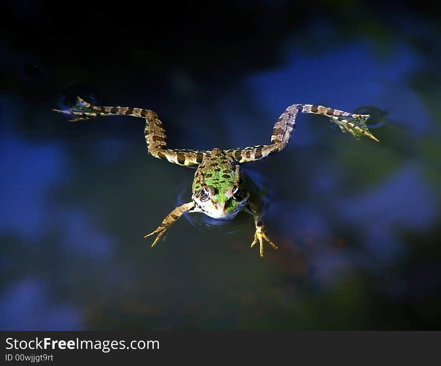 Frog