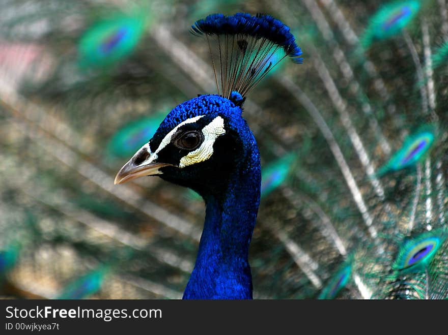 A portray of a peacock.