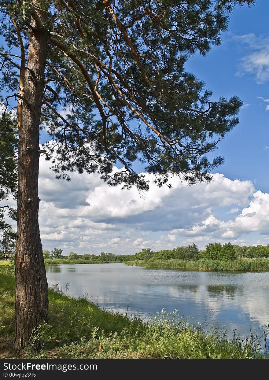 Tree on a coast of river in country