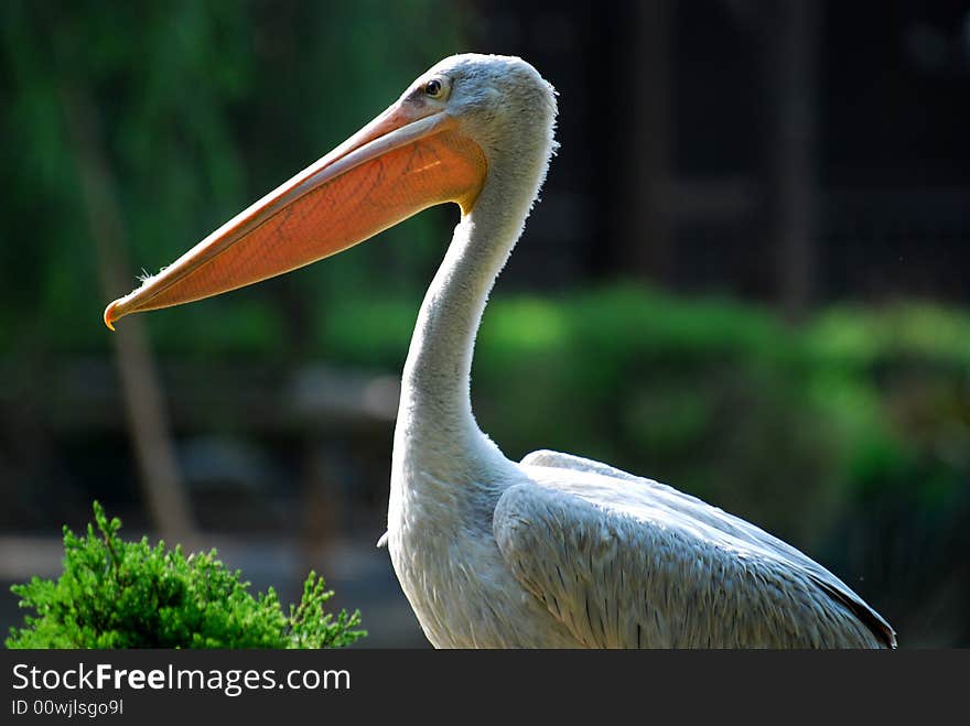 A portray of a bird whose mouth is long.