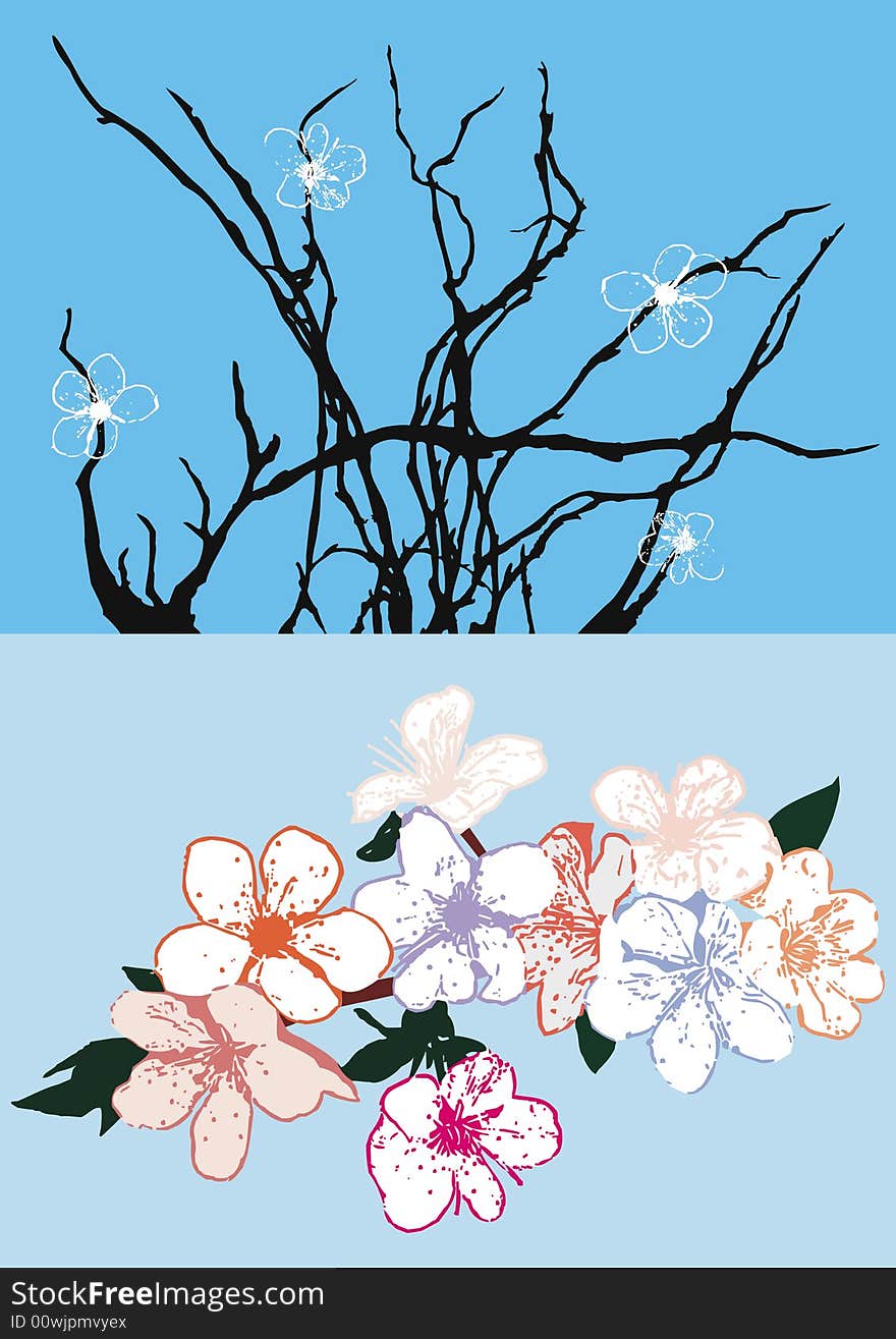 vector cherry flowers