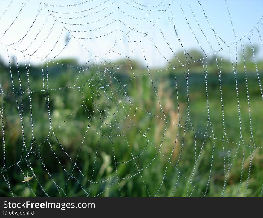 Web in the morning in dew