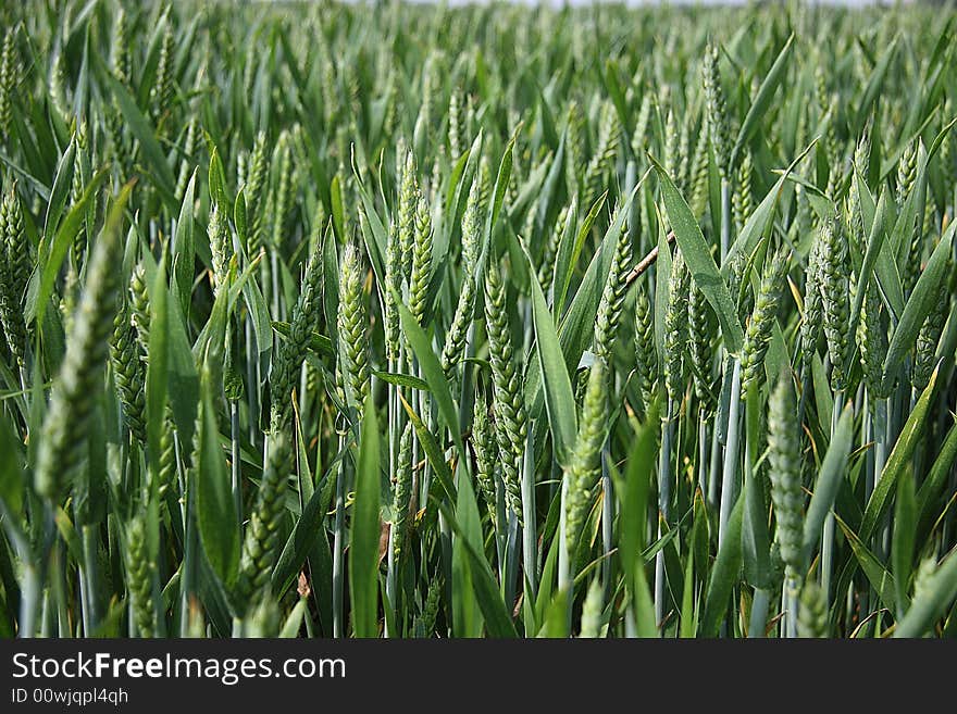 Wheat field