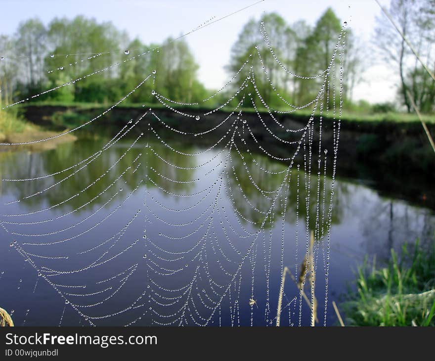 Web in the morning in dew