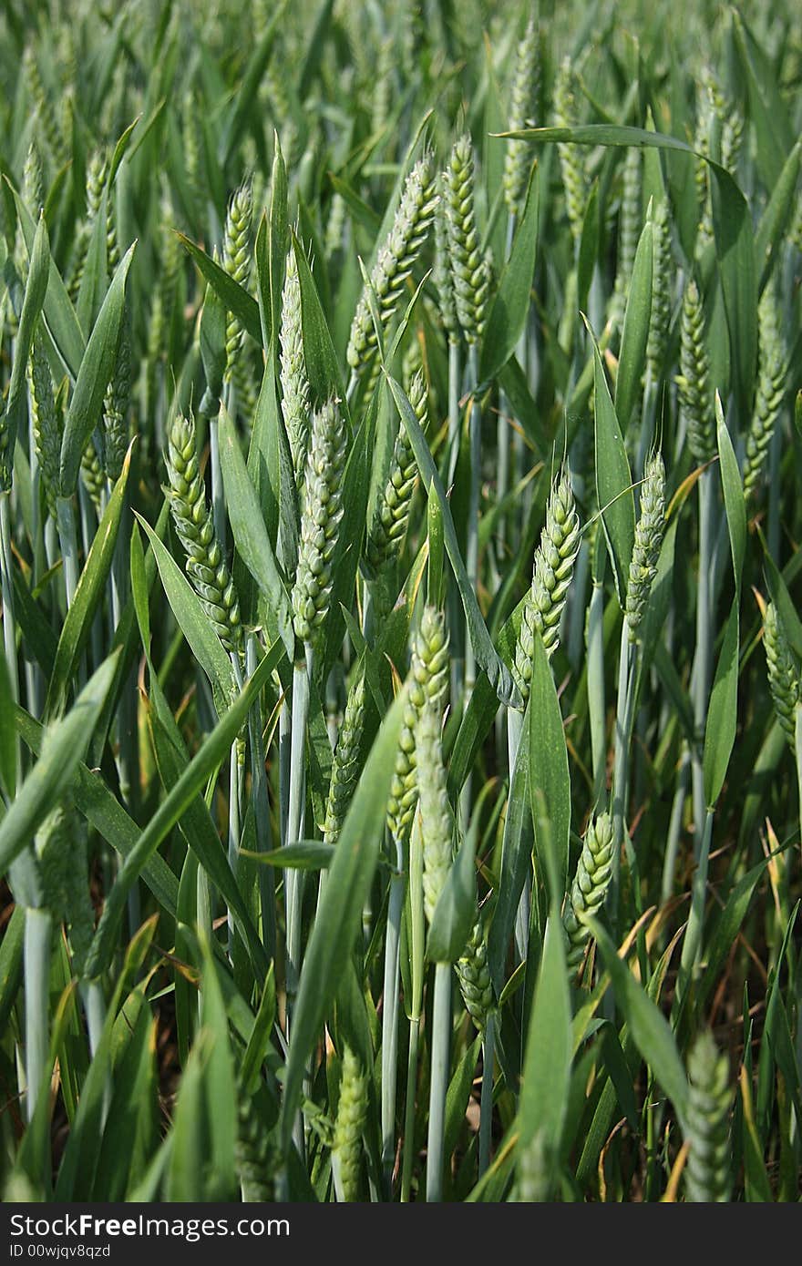 Field of green wheat yet to be harvested. Field of green wheat yet to be harvested