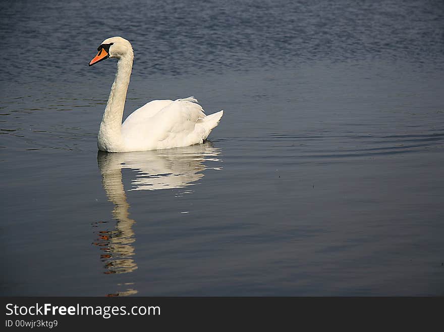 Mute Swan