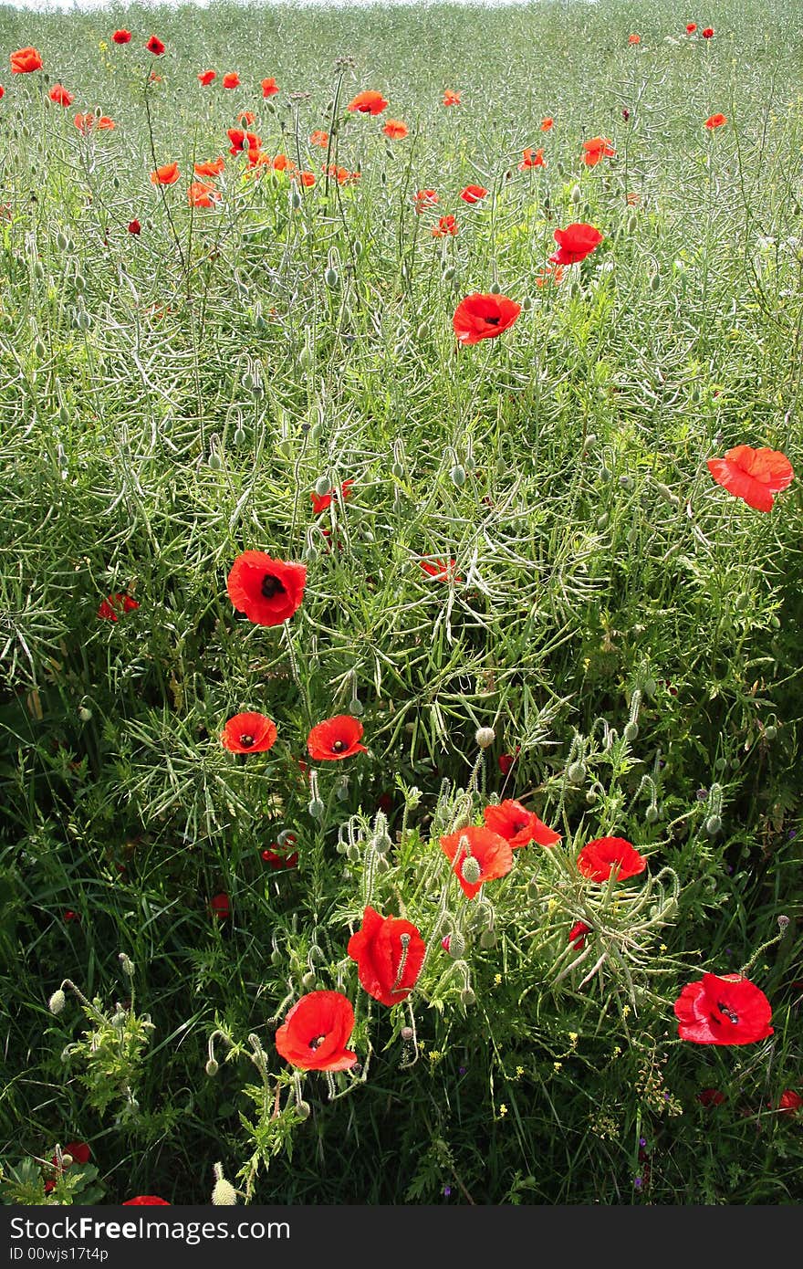 Poppies In Summer Field