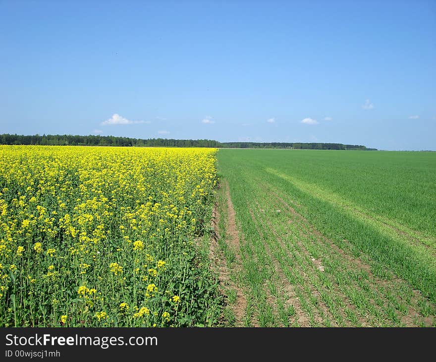 Yellow field in the afternoon. Yellow field in the afternoon