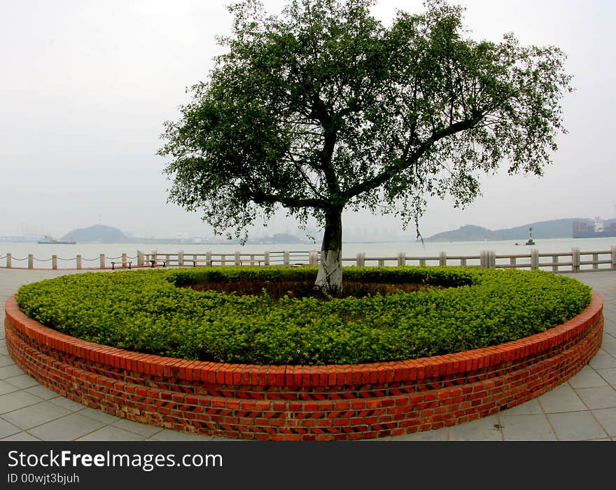 A view of an isolated tree with a brick parterre. A view of an isolated tree with a brick parterre