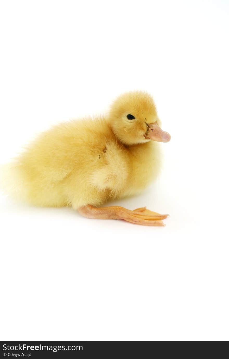 The nice small yellow goose on a white background