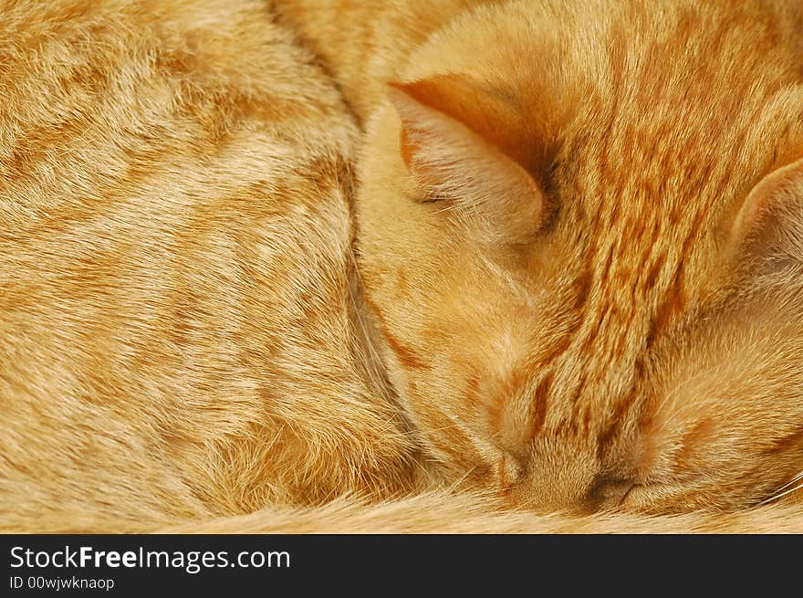 Background of sleeping ginger cat fur. Background of sleeping ginger cat fur