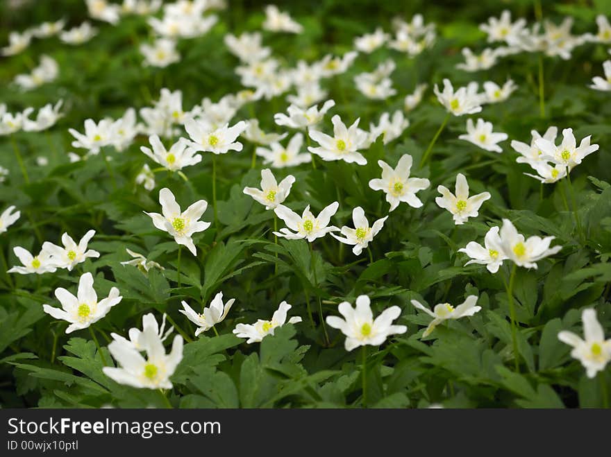 Anemones.