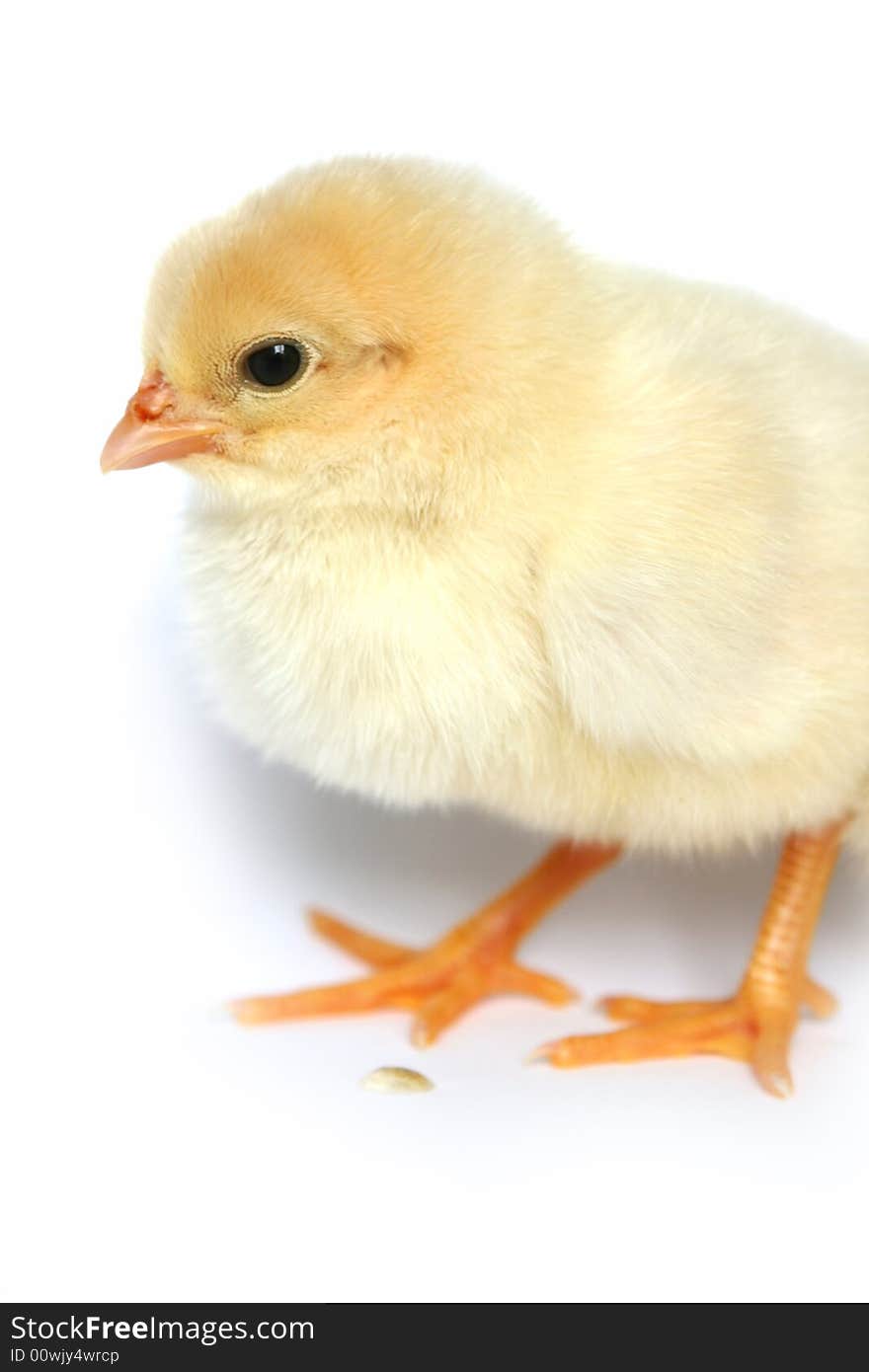 The nice small yellow goose on a white background