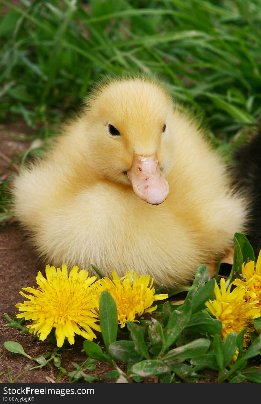 Small duck and yellow flowers in the afternoon