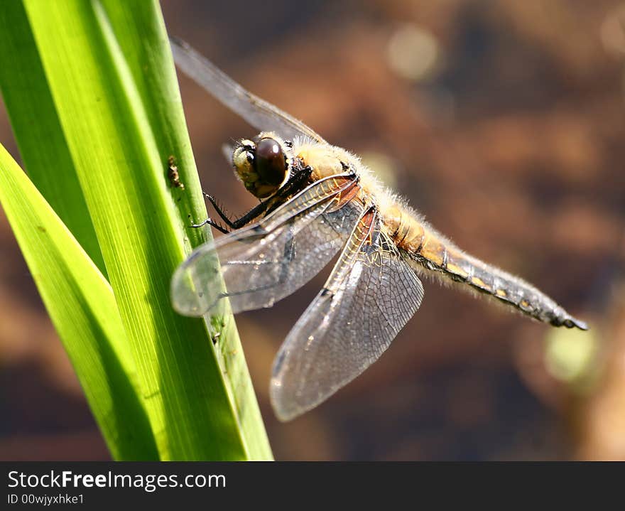 The Dragonfly Sits On A Grass In The Afternoon