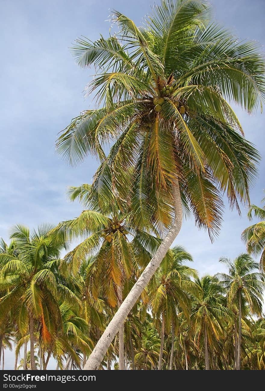 Tropic palms on a famous island Half Moon Caye. Caribbean sea. Belize. Tropic palms on a famous island Half Moon Caye. Caribbean sea. Belize