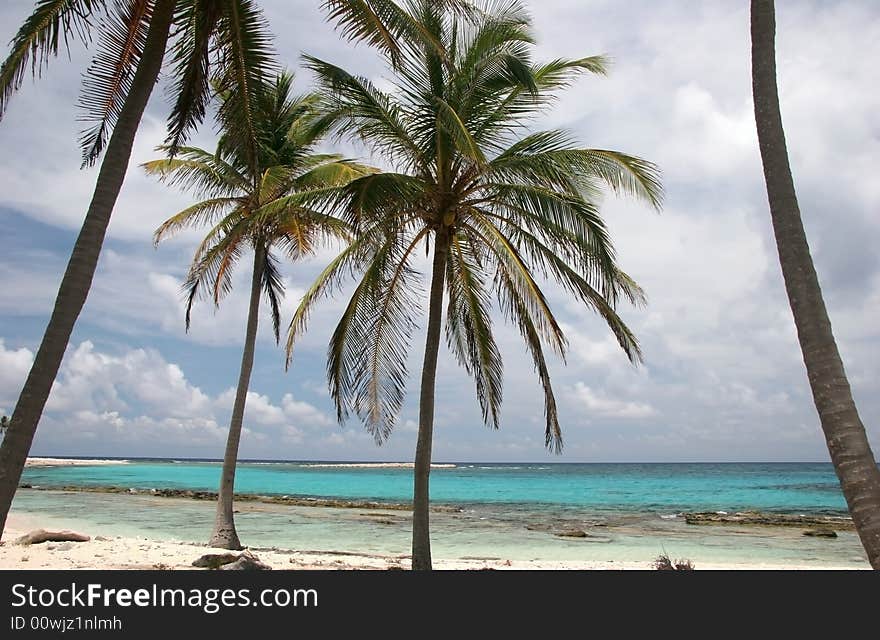 Tropic palms on a sandy beach on famous island Half Moon Caye. Caribbean sea. Belize