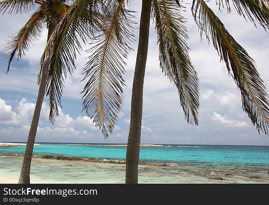 Tropic palms on a sandy beach on famous island Half Moon Caye. Caribbean sea. Belize. Tropic palms on a sandy beach on famous island Half Moon Caye. Caribbean sea. Belize