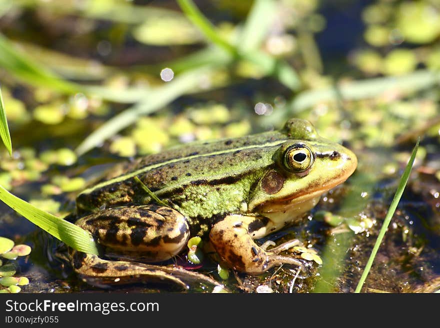 The green frog sits in water in the afternoon