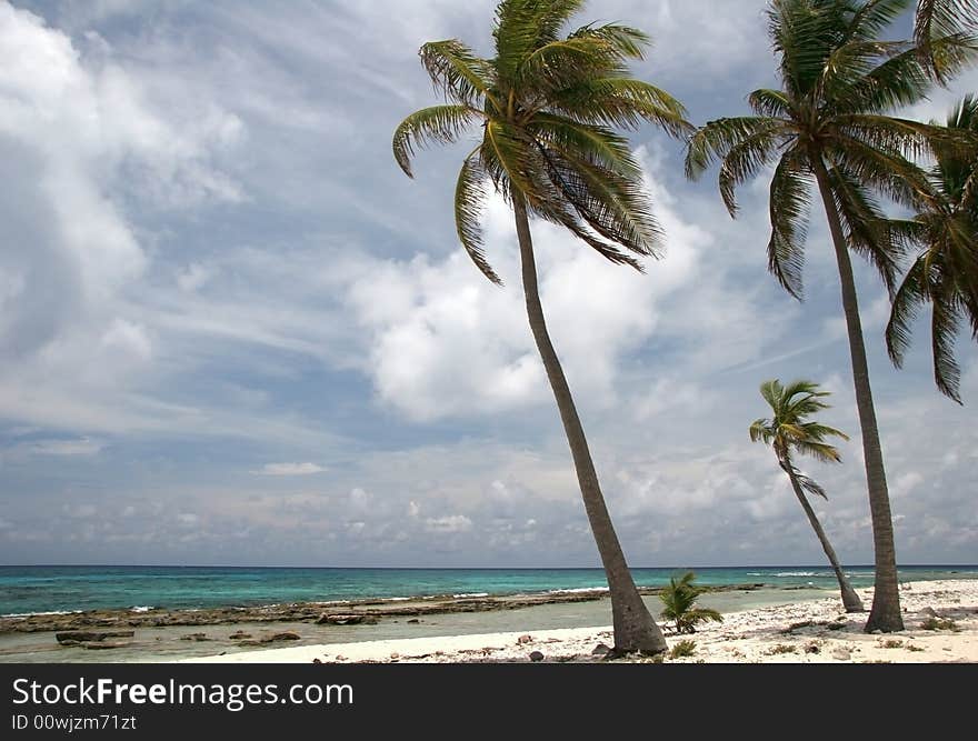 Palms in wind on a sandy beach of a famous summer resort Half Moon Caye. Caribbean sea. Belize. Palms in wind on a sandy beach of a famous summer resort Half Moon Caye. Caribbean sea. Belize