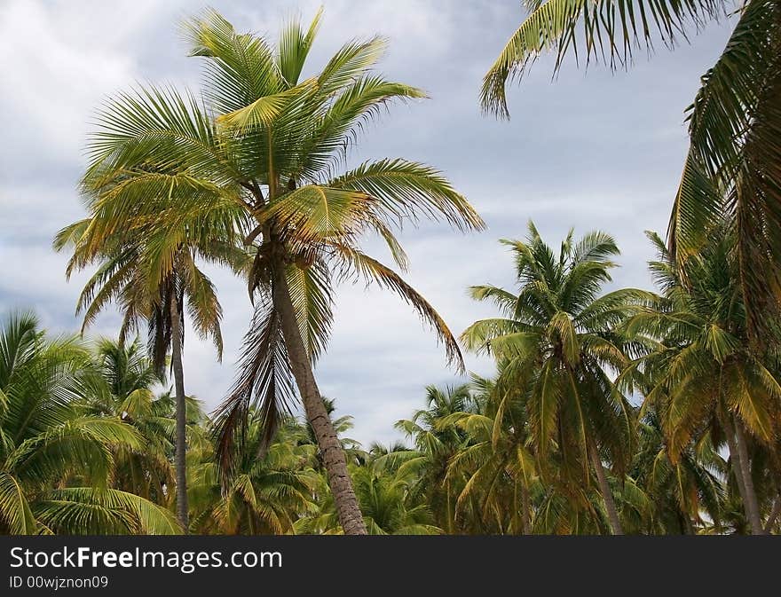 Tropic palms on a famous island Half Moon Caye. Caribbean sea. Belize. Tropic palms on a famous island Half Moon Caye. Caribbean sea. Belize