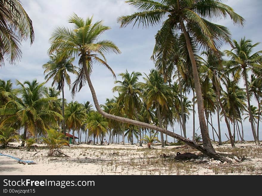 Tropic palms on a famous island Half Moon Caye. Caribbean sea. Belize. Tropic palms on a famous island Half Moon Caye. Caribbean sea. Belize