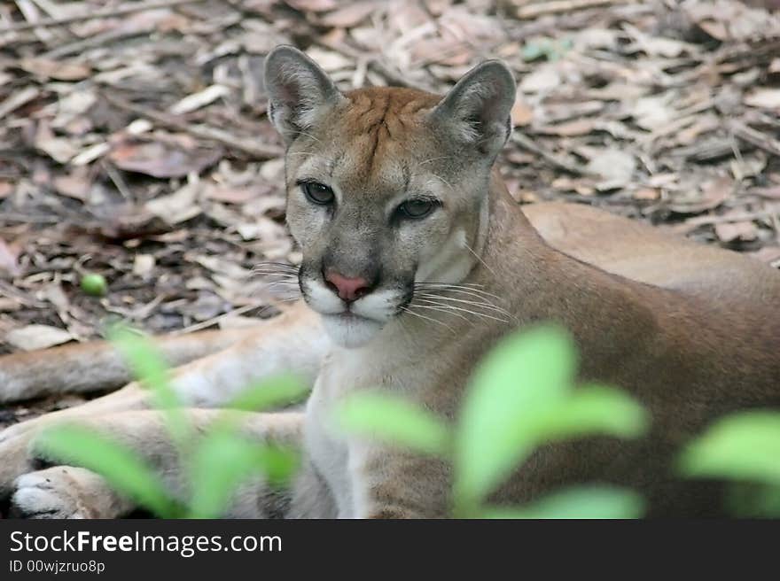 Close shot of a Puma looking in camera. Animal watching. Belize