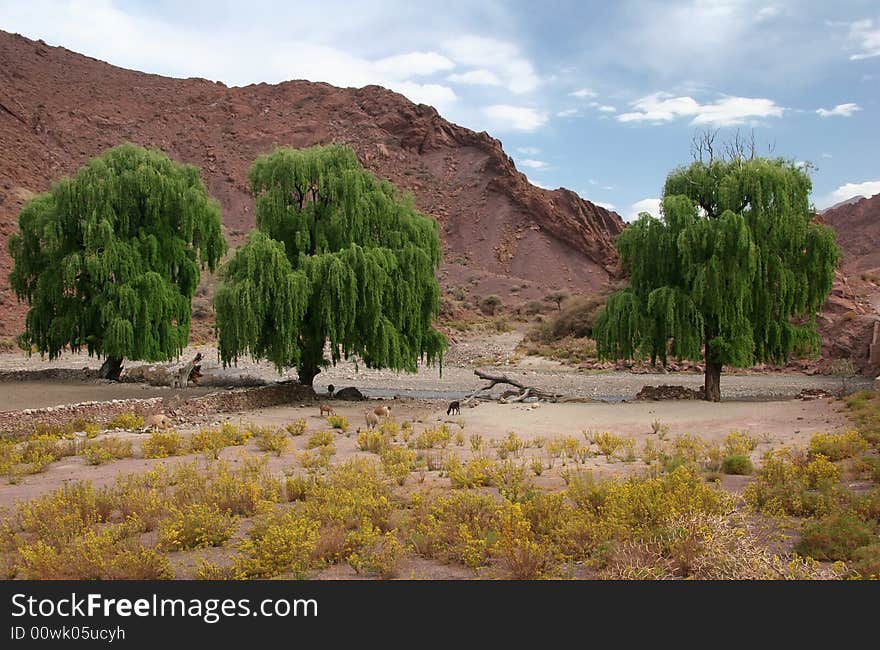 Flock of goats grazing the shrub close the river. Altiplano. Bolivia. Flock of goats grazing the shrub close the river. Altiplano. Bolivia