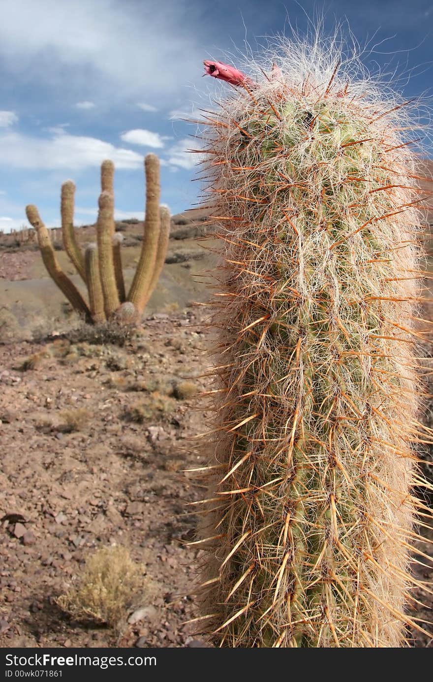 Closeup of a bright cactus with a bud of a red floret. Bolivia. Closeup of a bright cactus with a bud of a red floret. Bolivia