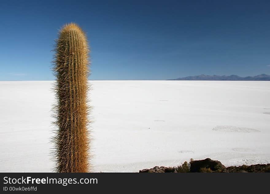 Blue azure sky over the cactus and feature land of Isla de Pescado. Salar Uyuni. Bolivia. Blue azure sky over the cactus and feature land of Isla de Pescado. Salar Uyuni. Bolivia