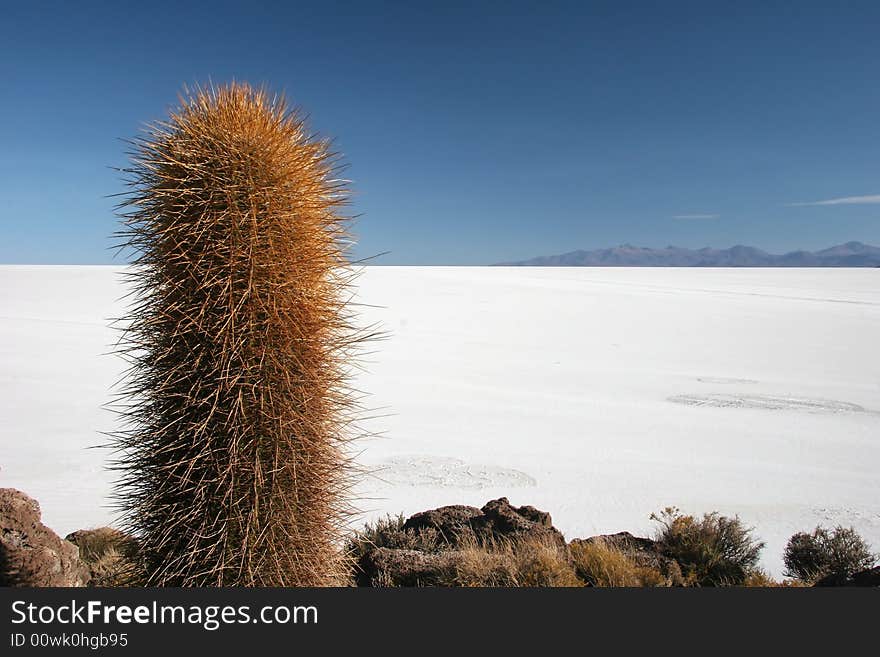 Blue azure sky over the cactus and feature land of Isla de Pescado. Salar Uyuni. Bolivia. Blue azure sky over the cactus and feature land of Isla de Pescado. Salar Uyuni. Bolivia