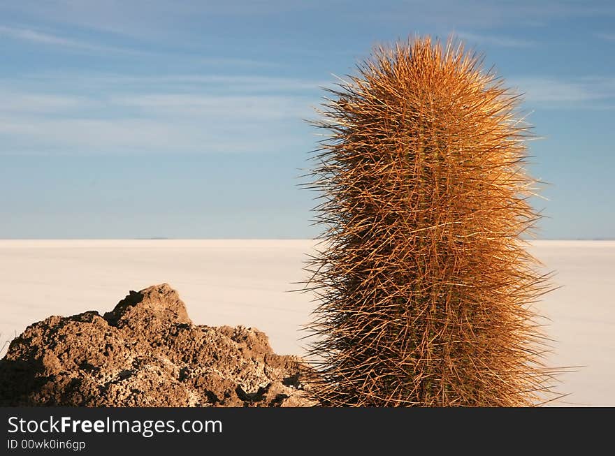 Blue azure sky over the cactus and feature land of Isla de Pescado in background. Salar Uyuni. Bolivia. Blue azure sky over the cactus and feature land of Isla de Pescado in background. Salar Uyuni. Bolivia