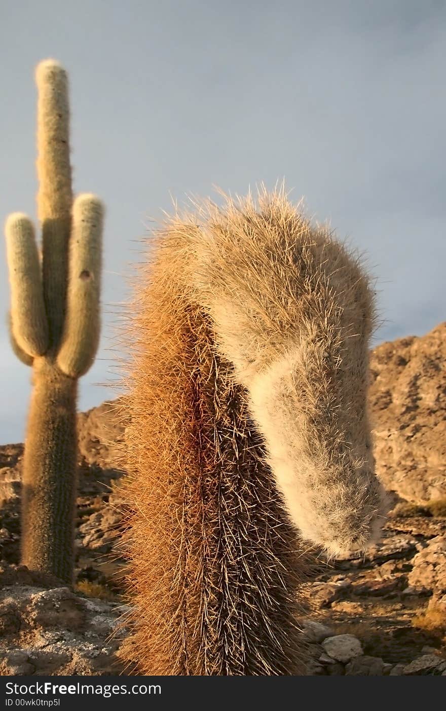 Cacti on rocks