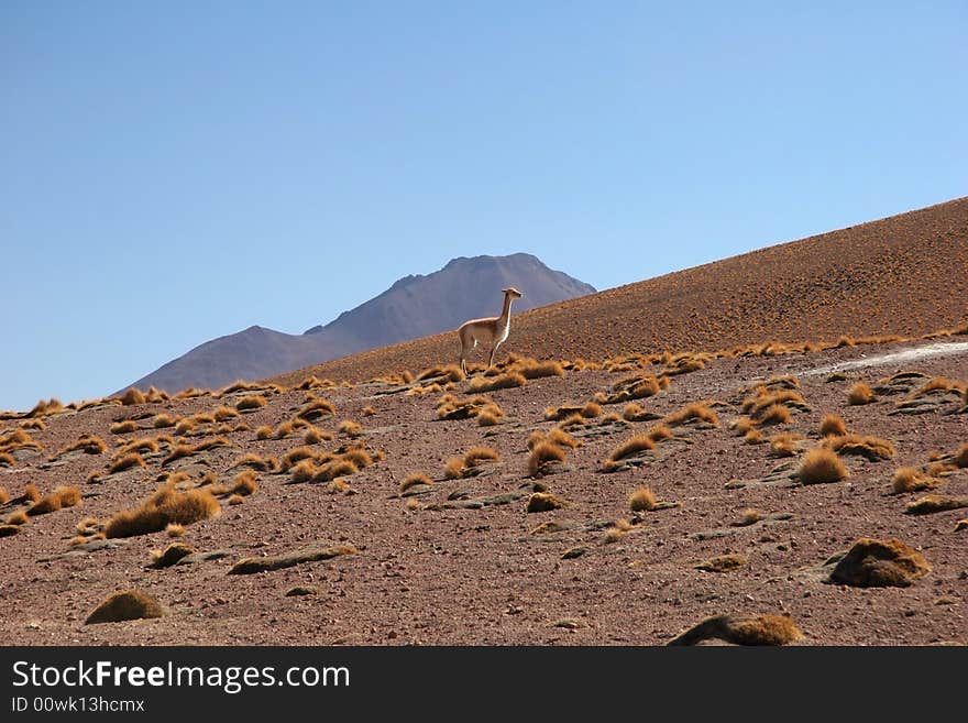 Clear sky over the llama standing at side of a hill. Altiplano. Bolivia. Clear sky over the llama standing at side of a hill. Altiplano. Bolivia