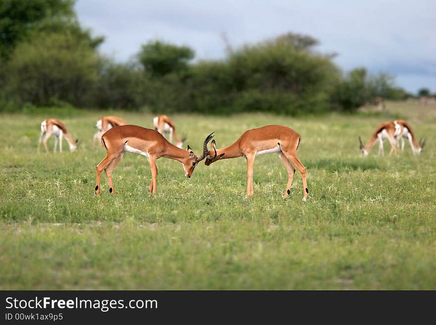 Antelope fight. Nxai Pans national park. Botswana. Africa