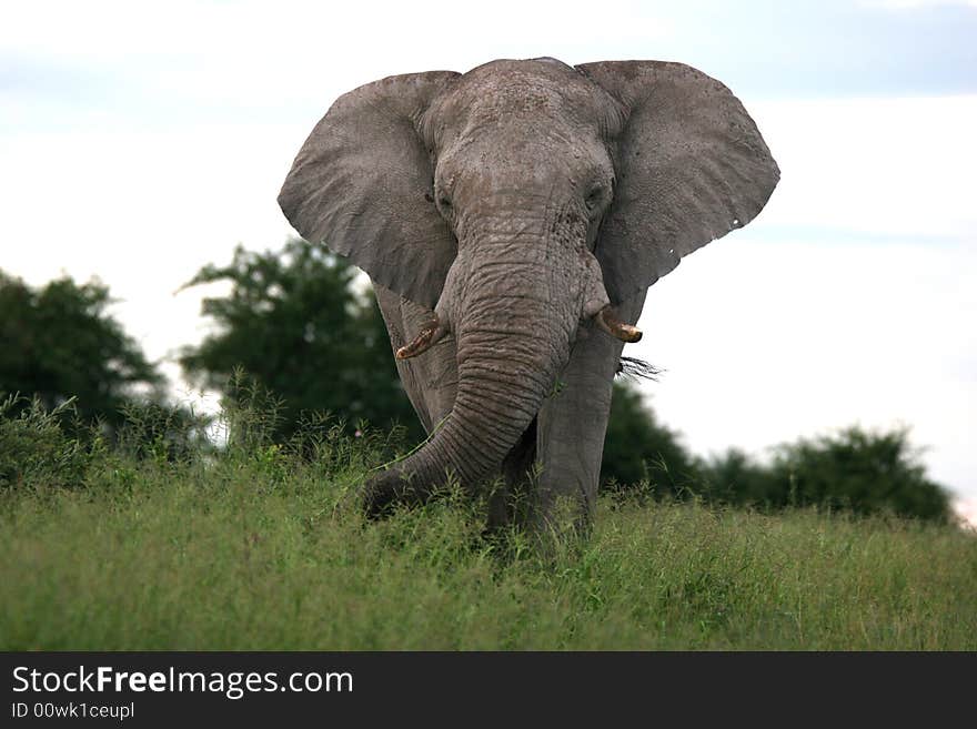 Male elephant going through the grass. Etosha national park. Botswana. Africa